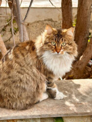 Cyprus, Peyia - Cat