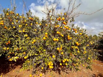 Cyprus, Paphos - Orange Tree