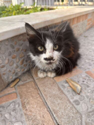 Cyprus, Kathikas - Cat