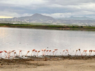 Cyprus, Larnaca Salt Lake - Flamingos