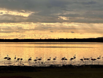 Cyprus, Larnaca Salt Lake - Flamingos