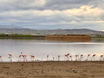 Cyprus, Larnaca Salt Lake - Flamingos