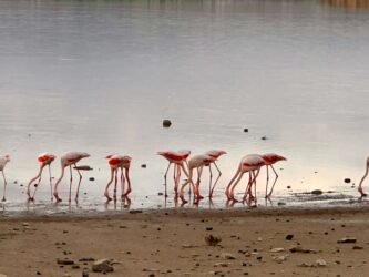 Cyprus, Larnaca Salt Lake - Flamingos