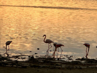 Cyprus, Larnaca Salt Lake - Flamingos