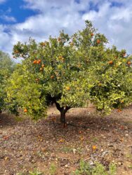 Cyprus, Kathikas - Orange Tree