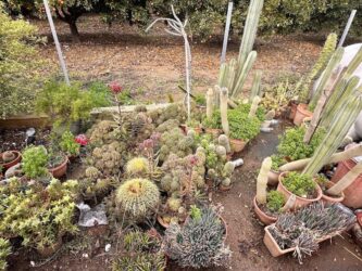 Cyprus, Kathikas - Cactus garden