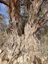 Paphos, Kathikas - Olive Tree
