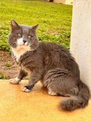 Cyprus, Paphos - Cat