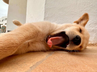 Tunisia, Djerba - Hotel puppy