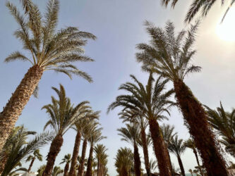 Tunisia, Djerba - Palm trees
