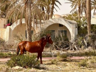 Tunisia, Djerba - Midoun