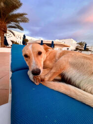 Tunisia, Djerba - Hotel dog