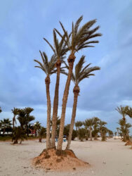 Tunisia, Djerba - Beach