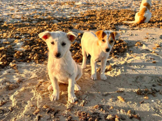 Tunisia, Djerba - Beach boys