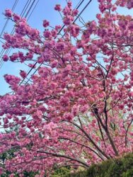 Japan, Hakone - Sakura, cherry blossom