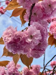 Japan, Hakone - Sakura, Cherry blossom