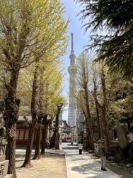 Japan, Tokyo - Tokyo Tree tower