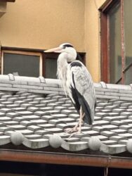 Japan, Kyoto - White heron
