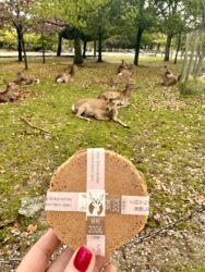 Japan, Nara - Deer in Nara Park