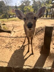 Japan, Nara - Deer in Nara Park