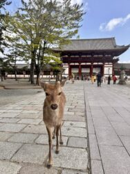 Japan, Nara - Dear at Tōdai-ji Temple