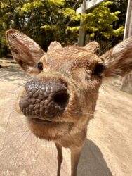 Japan, Nara - Deer in Nara Park