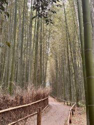 Japan, Kyoto - Arashiyama Bamboo Grove