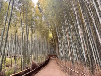 Japan, Kyoto - Arashiyama Bamboo Grove