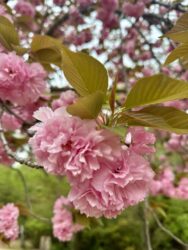 Japan, Kyoto - Arashiyama Park