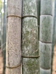 Japan, Kyoto - Arashiyama Bamboo Grove