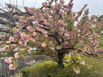Japan, Kyoto - Nijo Castle park