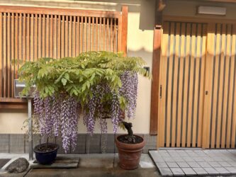 Japan, Kyoto - Gion district