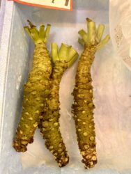 Japan, Kyoto - Nishiki Market, wasabi