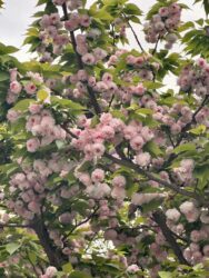Japan, Kanazawa - Kenrokuen Garden