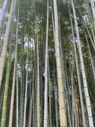 Japan, Kyoto - Secret Bamboo Forest of Fushimi Inari Shrine