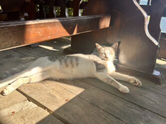 Bulgaria, Nessebar - Cats of Old Town