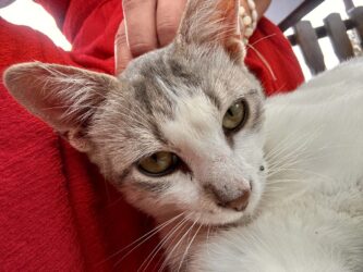 Bulgaria, Nessebar - Cats of Old Town