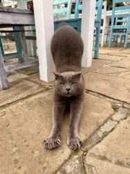 Bulgaria, Nessebar - Cats of Old Town
