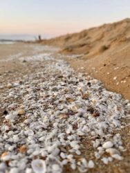 Bulgaria, Sunny Beach - Beach