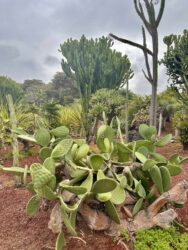 Canary Islands, Tenerife, Puerto de la Cruz - Parque de Playa Jardín