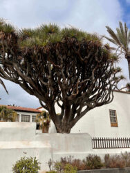 Canary Islands, Tenerife, Puerto de la Cruz - Dragon tree
