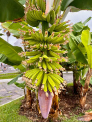 Canary Islands, Tenerife, Puerto de la Cruz - Bananas