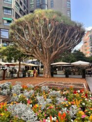 Canary Islands, Tenerife, Santa Cruz - Dragon tree