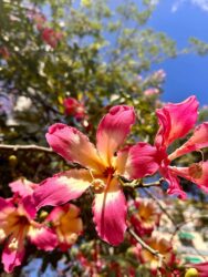 Canary Islands, Tenerife, Santa Cruz - The town