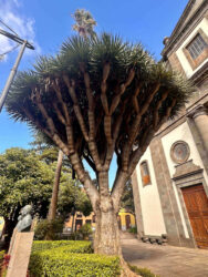 Canary Islands, Tenerife, Santa Cruz - Dragon tree