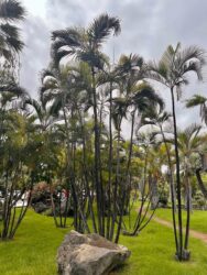 Canary Islands, Tenerife, Puerto de la Cruz - Parque de Playa Jardín