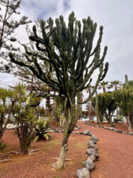 Canary Islands, Tenerife, Puerto de la Cruz - Parque de Playa Jardín