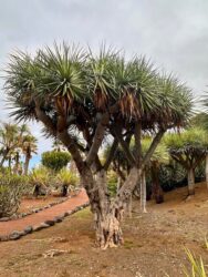 Canary Islands, Tenerife, Puerto de la Cruz - Parque de Playa Jardín
