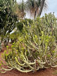Canary Islands, Tenerife, Puerto de la Cruz - Parque de Playa Jardín