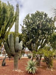 Canary Islands, Tenerife, Puerto de la Cruz - Parque de Playa Jardín